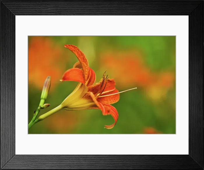 Framed Print : wood lily blossom Bayfield Inlet, Ontario, Canada Framed Print : wood lily blossom Bayfield Inlet, Ontario, Canada