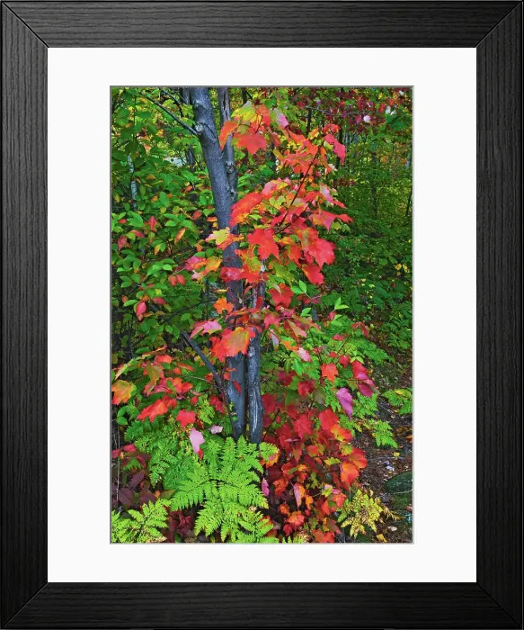Framed Print : Red maple (Acer rubrum) in atumn foliage. Killarney Provincial Park, Ontario, Canada