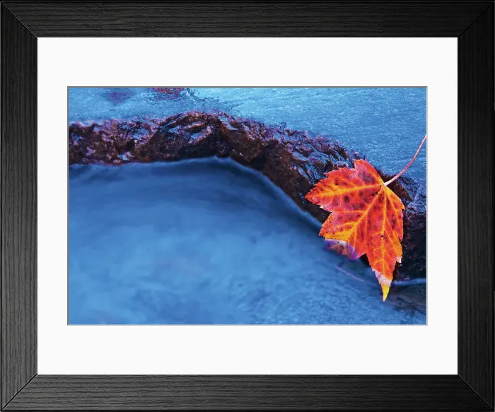Framed Print : Red maple leaf on rock, Chikanishing River Killarney Provincial Park, Ontario, Canada
