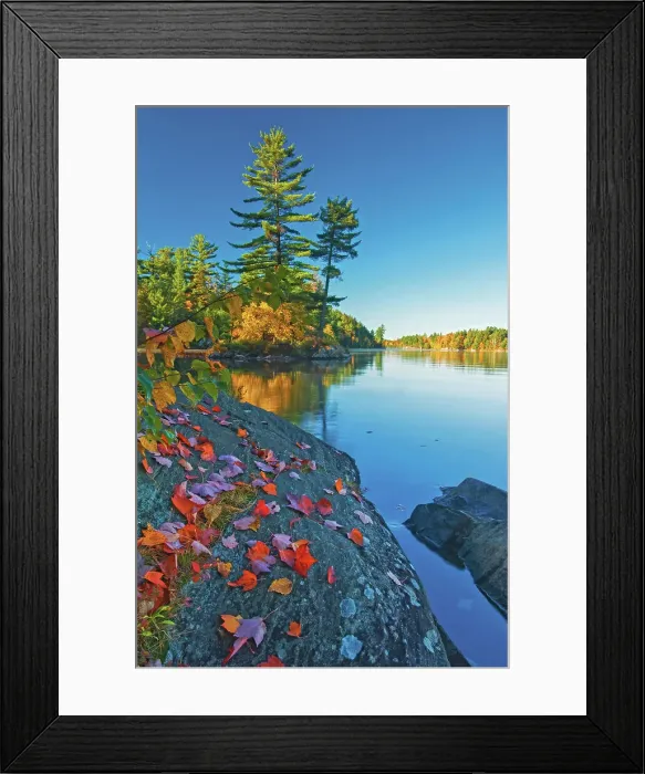 Framed Print : maple leaves on rock and white pines at Tyson Lake Killarney Provincial Park, Ontario, Canada Framed Print : maple leaves on rock and white pines at Tyson Lake Killarney Provincial Park, Ontario, Canada