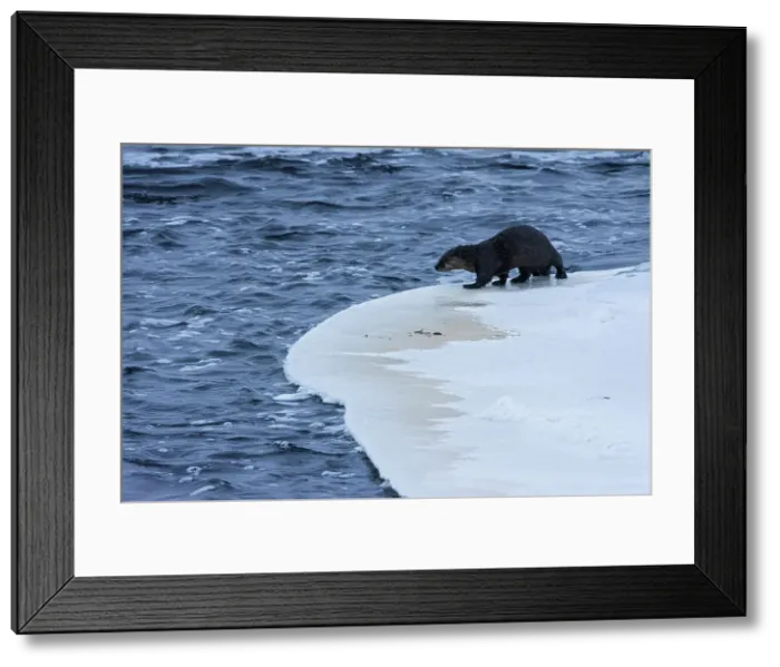 Framed Print : North American River Otter (Lontra canadensis) on shore of Rennie River Whiteshell Provincial Park, Manitoba, Canada Framed Print : North American River Otter (Lontra canadensis) on shore of Rennie River Whiteshell Provincial Park, Manitoba, Canada