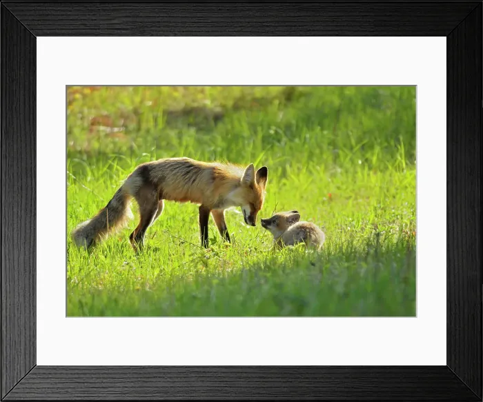 Framed Print : Red foxes in meadow. Vixen and pup Whiteshell Provincial Park, Manitoba, Canada Framed Print : Red foxes in meadow. Vixen and pup Whiteshell Provincial Park, Manitoba, Canada