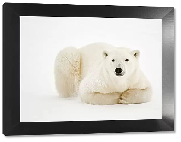 Polar Bear (Ursa maritimus) on sub-arctic Hudson Bay ice, Churchill, Manitoba, Canada