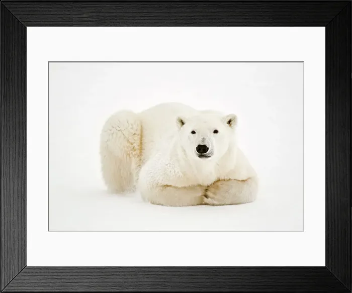 Framed Print : Polar Bear (Ursa maritimus) on sub-arctic Hudson Bay ice, Churchill, Manitoba, Canada Framed Print : Polar Bear (Ursa maritimus) on sub-arctic Hudson Bay ice, Churchill, Manitoba, Canada
