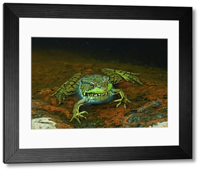 Framed Print : green frog (Rana clamitans) at edge of pond Killarney Provincial Park, Ontario, Canada Framed Print : green frog (Rana clamitans) at edge of pond Killarney Provincial Park, Ontario, Canada