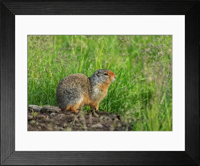 Framed Print : Columbian ground squirrel (Urocitellus columbianus) Waterton Lakes National Park, Alberta, Canada