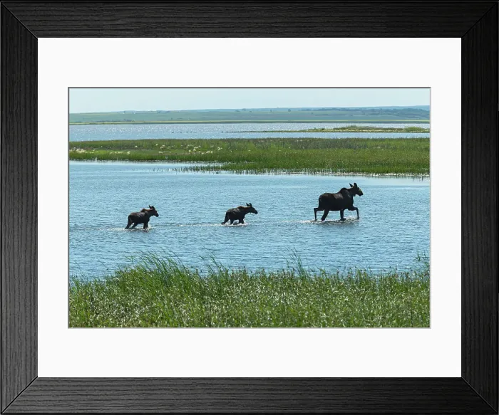 Framed Print : Cow moose (Alces alces) with two calves crossing Whitemouth Lake Melita, Manitoba, Canada