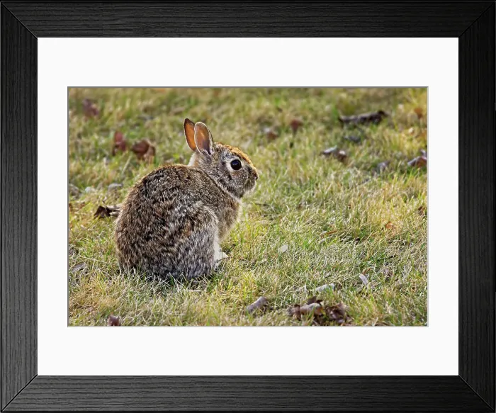 Framed Print : Cottontail rabbit on urban lawn Winnipeg, Manitoba, Canada Framed Print : Cottontail rabbit on urban lawn Winnipeg, Manitoba, Canada