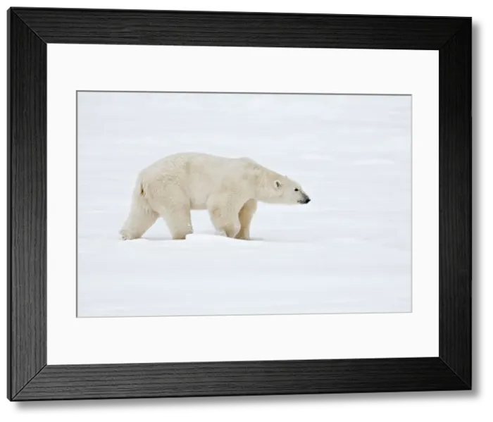 Framed Print : Polar bear Ursus maritimus on frozen tundra Churchill, Manitoba, Canada