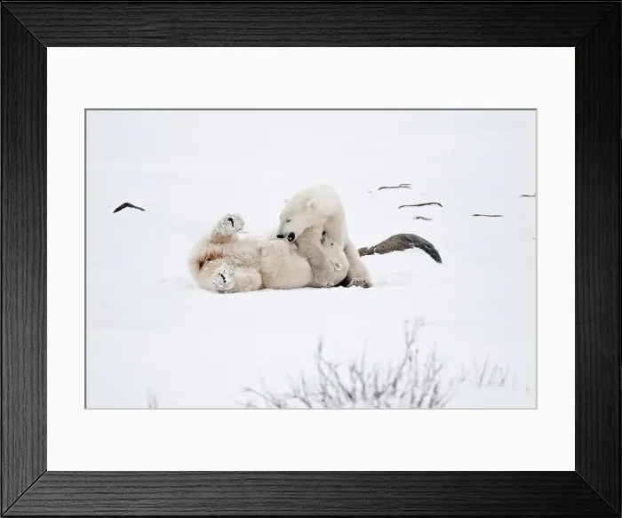 Framed Print : Polar bears sparring Ursus maritimus on frozen tundra Churchill, Manitoba, Canada Framed Print : Polar bears sparring Ursus maritimus on frozen tundra Churchill, Manitoba, Canada