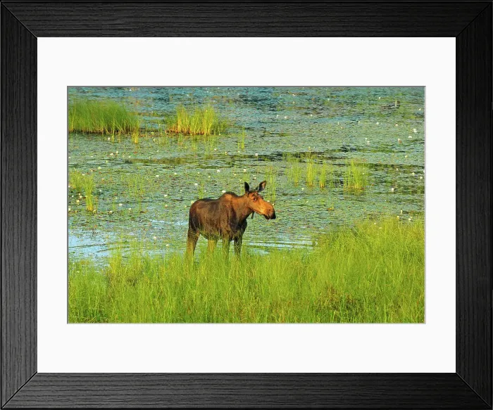 Framed Print : Moose (Alces alces) in wetland Algonquin Provincial Park, Ontario, Canada