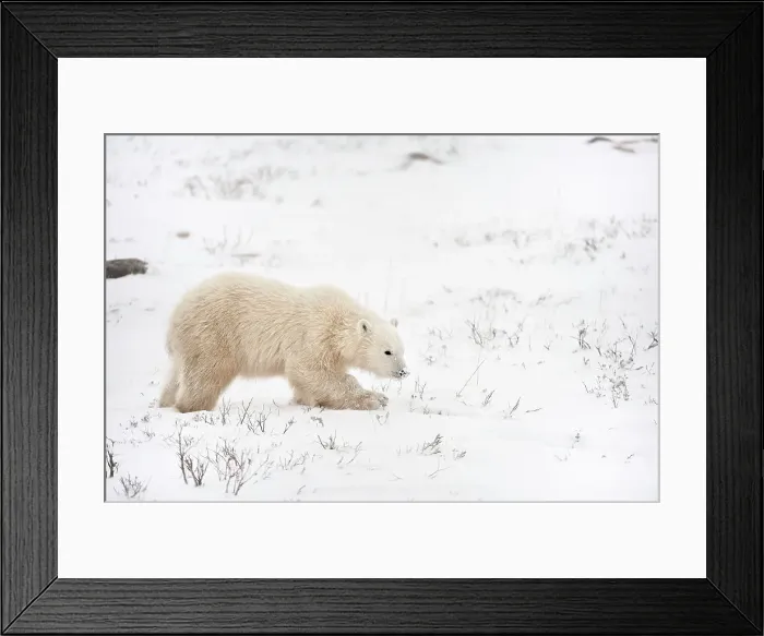 Framed Print : Polar bear (Ursus maritimus) on frozen tundra along the Hudson Bay Coast Churchill Manitoba Framed Print : Polar bear (Ursus maritimus) on frozen tundra along the Hudson Bay Coast Churchill Manitoba