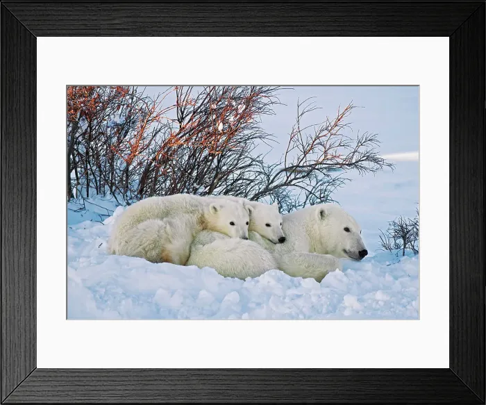 Framed Print : Polar Bear (Ursa maritimus) on sub-arctic Hudson Bay. Mother and two cubs at sunset Churchill, Manitoba, Canada Framed Print : Polar Bear (Ursa maritimus) on sub-arctic Hudson Bay. Mother and two cubs at sunset Churchill, Manitoba, Canada