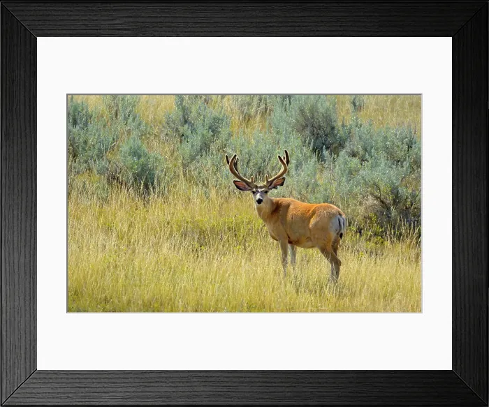 Framed Print : Mule deer (Odocoileus hemionus) Southern Saskatchewan, Saskatchewan, Canada Framed Print : Mule deer (Odocoileus hemionus) Southern Saskatchewan, Saskatchewan, Canada