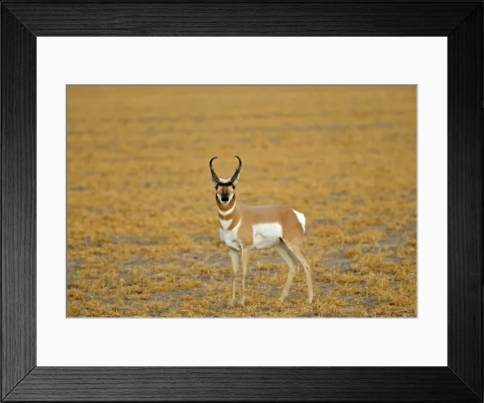 Framed Print : Pronghorn buck (Antilocapra americana) on the prairie Near Grasslands National Park, Saskatchewan, Canada Framed Print : Pronghorn buck (Antilocapra americana) on the prairie Near Grasslands National Park, Saskatchewan, Canada