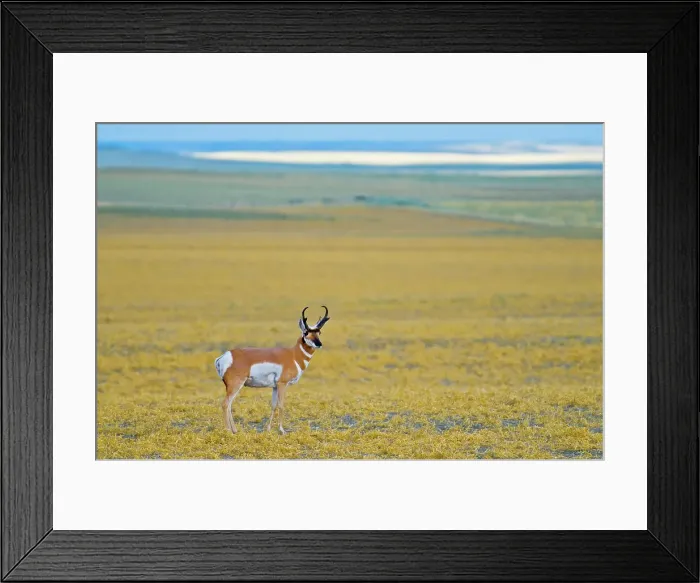 Framed Print : Pronghorn buck (Antilocapra americana) on the prairie Near Grasslands National Park, Saskatchewan, Canada Framed Print : Pronghorn buck (Antilocapra americana) on the prairie Near Grasslands National Park, Saskatchewan, Canada