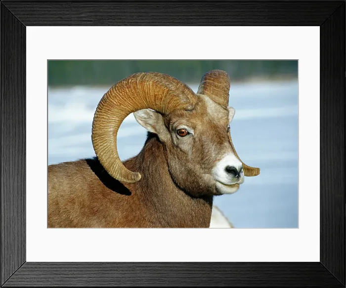 Framed Print : American or Rocky Mountain bighorn sheep (Ovis canadensis canadensis) on cliff ledge in Jasper National Park) at Minnewanka Lake in Banff National Park, Alberta, Canada Framed Print : American or Rocky Mountain bighorn sheep (Ovis canadensis canadensis) on cliff ledge in Jasper National Park) at Minnewanka Lake in Banff National Park, Alberta, Canada