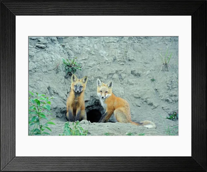 Framed Print : Red fox (Vulpes vulpes) pups in fromt of den Stewart Cassiar Highway British Columbia Canada Framed Print : Red fox (Vulpes vulpes) pups in fromt of den Stewart Cassiar Highway British Columbia Canada
