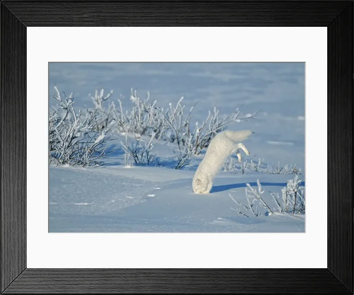 Framed Print : Arctic fox ( Vulpes lagopus ) sequence of diving into snow after prey on tundra of Hudson Bay Lowlands Churchill, Manitoba, Canada Framed Print : Arctic fox ( Vulpes lagopus ) sequence of diving into snow after prey on tundra of Hudson Bay Lowlands Churchill, Manitoba, Canada