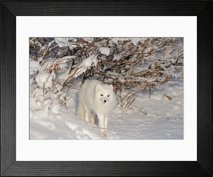 Framed Print : Arctic fox ( Vulpes lagopus ) in snow on tundra of Hudson Bay Lowlands Churchill, Manitoba, Canada Framed Print : Arctic fox ( Vulpes lagopus ) in snow on tundra of Hudson Bay Lowlands Churchill, Manitoba, Canada