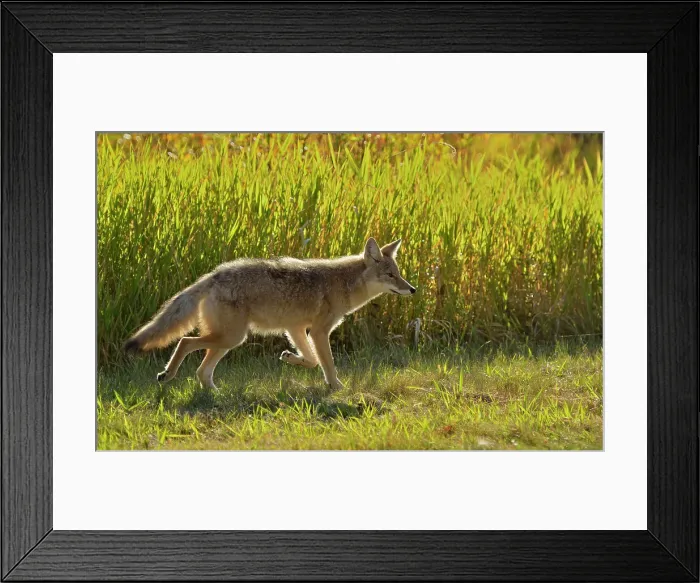 Framed Print : Coyote (Canis latrans) Elk Island National Park, Alberta, Canada Framed Print : Coyote (Canis latrans) Elk Island National Park, Alberta, Canada