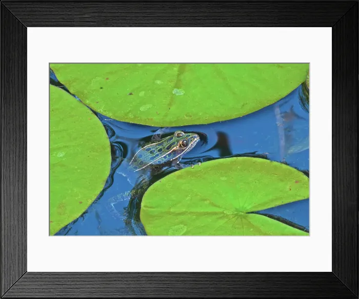 Framed Print : Northern leopard frog (Lithobates pipiens) on lily pad in garden pond. Brandon, Manitoba, Canada Framed Print : Northern leopard frog (Lithobates pipiens) on lily pad in garden pond. Brandon, Manitoba, Canada