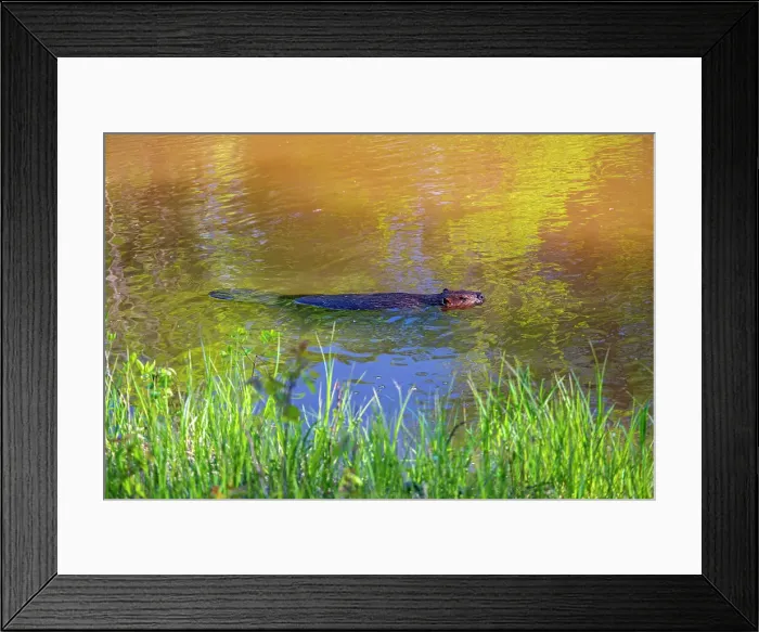 Framed Print : Beaver (Castor canadensis) in the Seine River Winnipeg, Manitoba, Canada Framed Print : Beaver (Castor canadensis) in the Seine River Winnipeg, Manitoba, Canada
