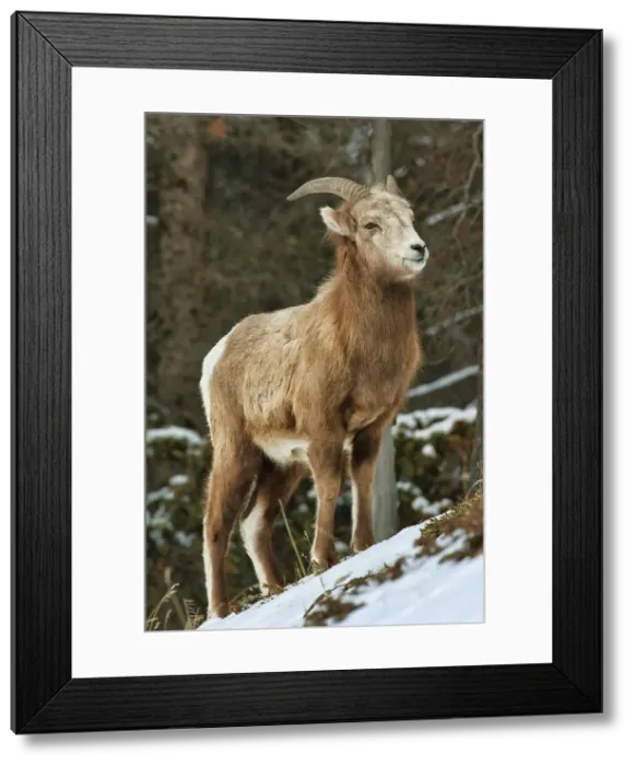Framed Print : Bighorn sheep (Ovis canadensis) in the Canadian Rocky Mountains on Minnewanka Road Banff National Park, Alberta, Canada Framed Print : Bighorn sheep (Ovis canadensis) in the Canadian Rocky Mountains on Minnewanka Road Banff National Park, Alberta, Canada