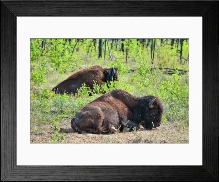 Framed Print : Wood Buffalo National Park Wood Buffalo National Park Northwest Territories Canada