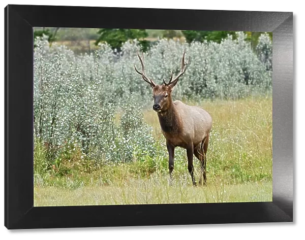 Bull Elk or wapiti ( Cervus canadensis) Jasper National Park, Alberta, Canada