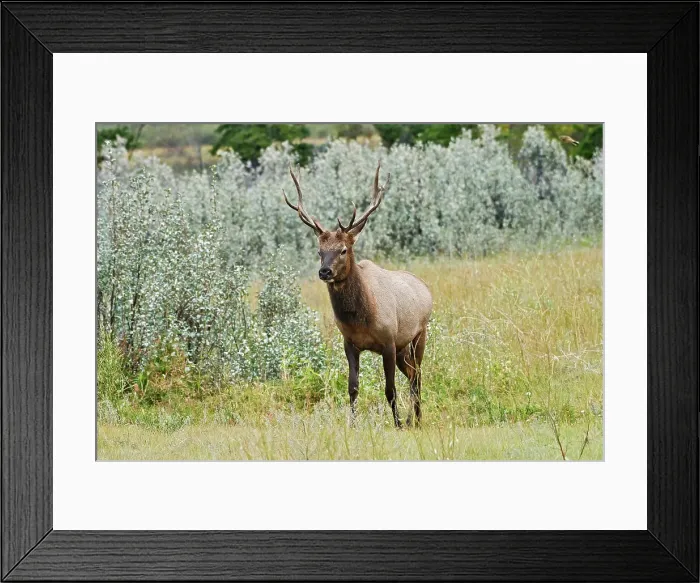 Framed Print : Bull Elk or wapiti ( Cervus canadensis) Jasper National Park, Alberta, Canada Framed Print : Bull Elk or wapiti ( Cervus canadensis) Jasper National Park, Alberta, Canada