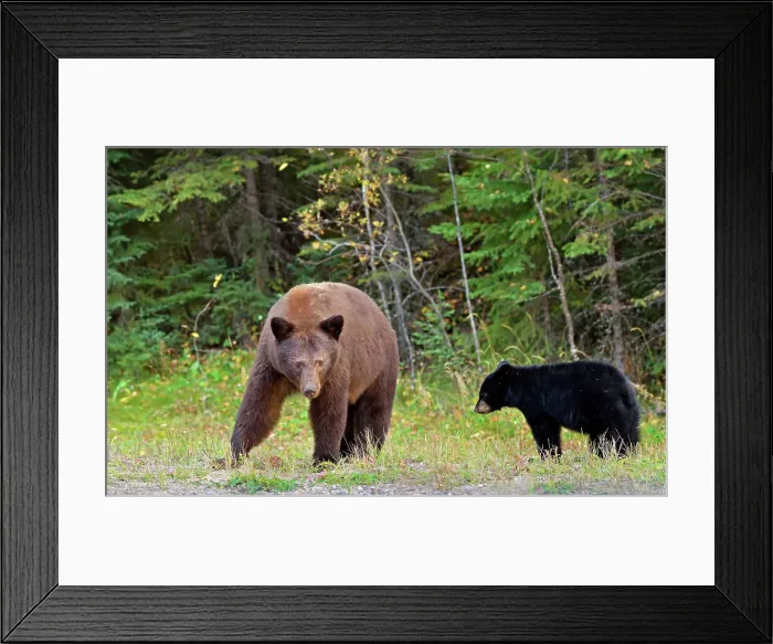 Framed Print : American black bear (Ursus americanus). Cinnamon phase. Prince Albert National Park, Saskatchewan, Canada