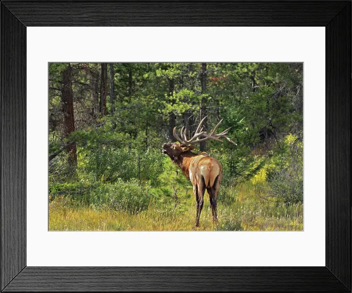Framed Print : Elk or wapiti (Cervus canadensis) Jasper National Park, Alberta, Canada Framed Print : Elk or wapiti (Cervus canadensis) Jasper National Park, Alberta, Canada