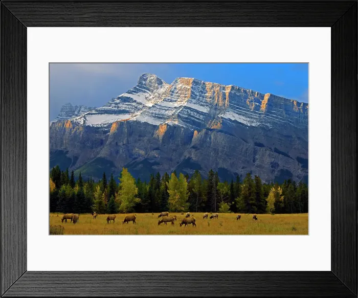 Framed Print : Elk in meadow on Minnewanka Road and Mt. Rundle in background Banff National Park, Alberta, Canada Framed Print : Elk in meadow on Minnewanka Road and Mt. Rundle in background Banff National Park, Alberta, Canada