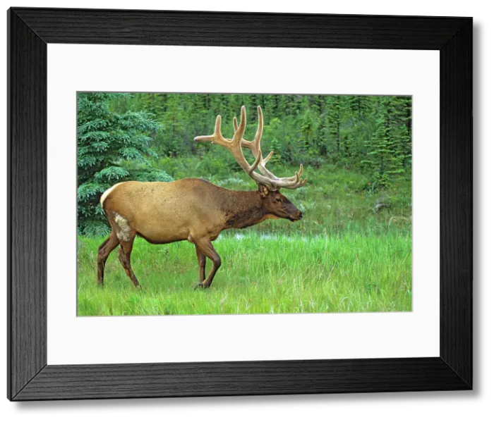 Framed Print : Elk or wapiti (Cervus canadensis) Jasper National Park, Alberta, Canada Framed Print : Elk or wapiti (Cervus canadensis) Jasper National Park, Alberta, Canada
