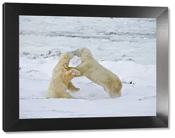 Young polar Bears (Ursa maritimus) sparring on sub-arctic Hudson Bay Churchill, Manitoba, Canada
