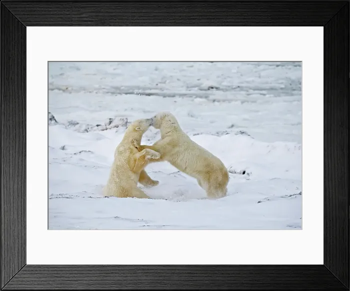 Framed Print : Young polar Bears (Ursa maritimus) sparring on sub-arctic Hudson Bay Churchill, Manitoba, Canada Framed Print : Young polar Bears (Ursa maritimus) sparring on sub-arctic Hudson Bay Churchill, Manitoba, Canada