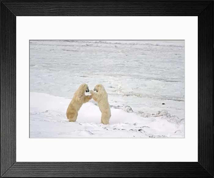 Framed Print : Polar bears sparring (Ursus maritimus) on frozen tundra along the Hudson Bay Coast Churchill, Manitoba, Canada Framed Print : Polar bears sparring (Ursus maritimus) on frozen tundra along the Hudson Bay Coast Churchill, Manitoba, Canada