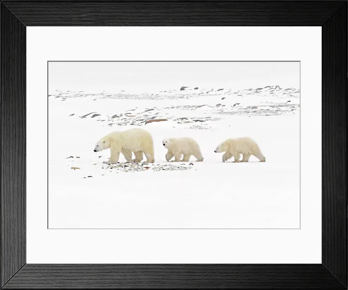 Framed Print : Polar bear (Ursus maritimus) sow and two cubs walking on the frozen tundra along the Hudson Bay coastline Churchill, Manitoba, Canada Framed Print : Polar bear (Ursus maritimus) sow and two cubs walking on the frozen tundra along the Hudson Bay coastline Churchill, Manitoba, Canada