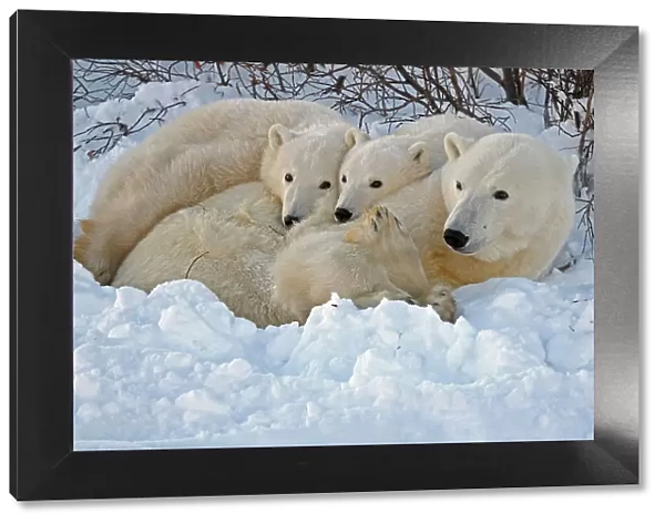 mother polar bear with two cubs resting in snowbank at sunset Churchill, Manitoba, Canada