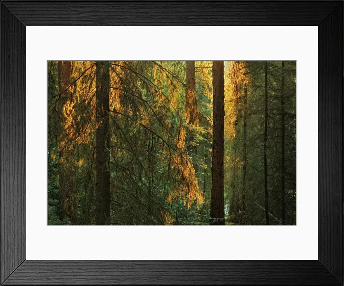 Framed Print : Old growth spruce forest at sunrise Pisew Falls Provincial Park, Manitoba, Canada Framed Print : Old growth spruce forest at sunrise Pisew Falls Provincial Park, Manitoba, Canada