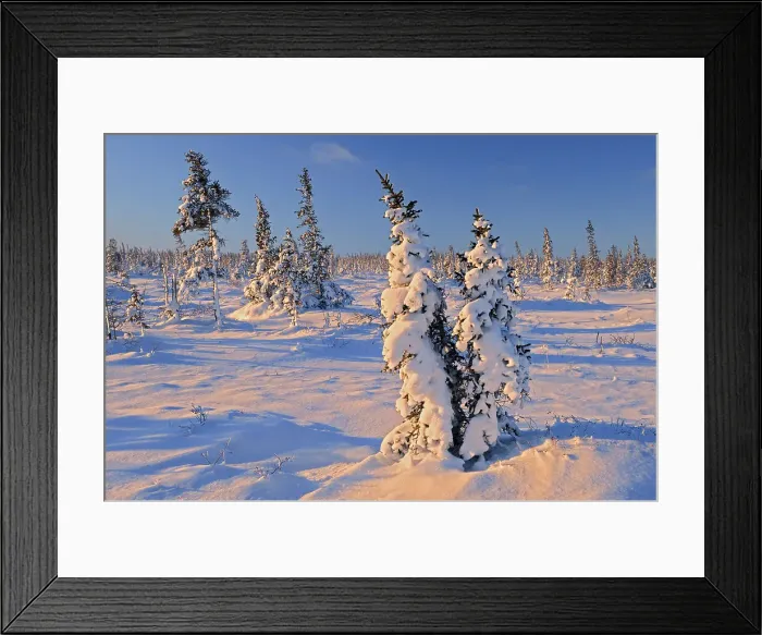 Framed Print : Snow on spruce on arctic tundra Churchill, Manitoba, Canada Framed Print : Snow on spruce on arctic tundra Churchill, Manitoba, Canada