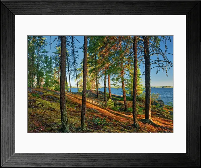 Framed Print : Boreal forest at edge of Setting Lake at sunrise Setting Lake Wayside Park near Wabowden, Manitoba, Canada Framed Print : Boreal forest at edge of Setting Lake at sunrise Setting Lake Wayside Park near Wabowden, Manitoba, Canada