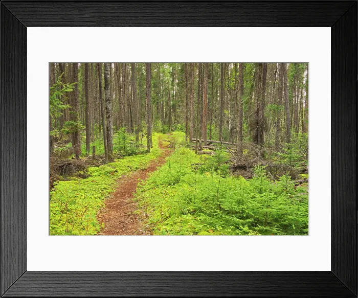 Framed Print : Black spruce trees and lmoss covered forest floor in the Boreal forest Pisew Falls Provincial Park, Manitoba, Canada Framed Print : Black spruce trees and lmoss covered forest floor in the Boreal forest Pisew Falls Provincial Park, Manitoba, Canada