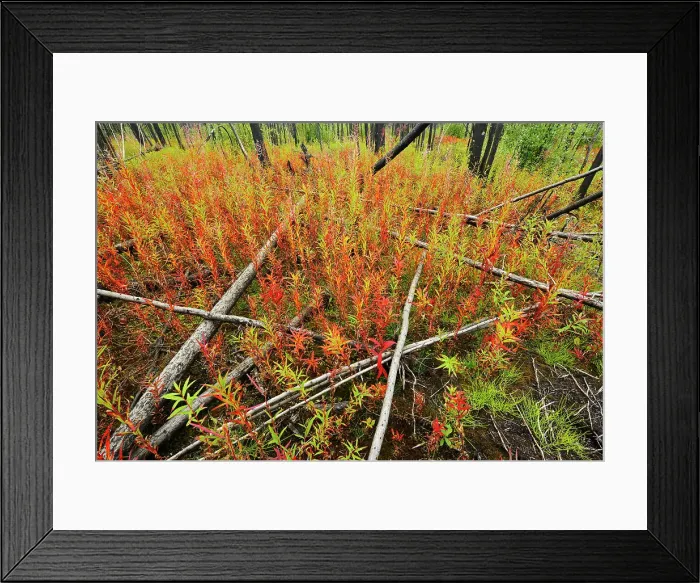 Framed Print : Fireweed in late summer in burn Gillam Road, Manitoba, Canada Framed Print : Fireweed in late summer in burn Gillam Road, Manitoba, Canada