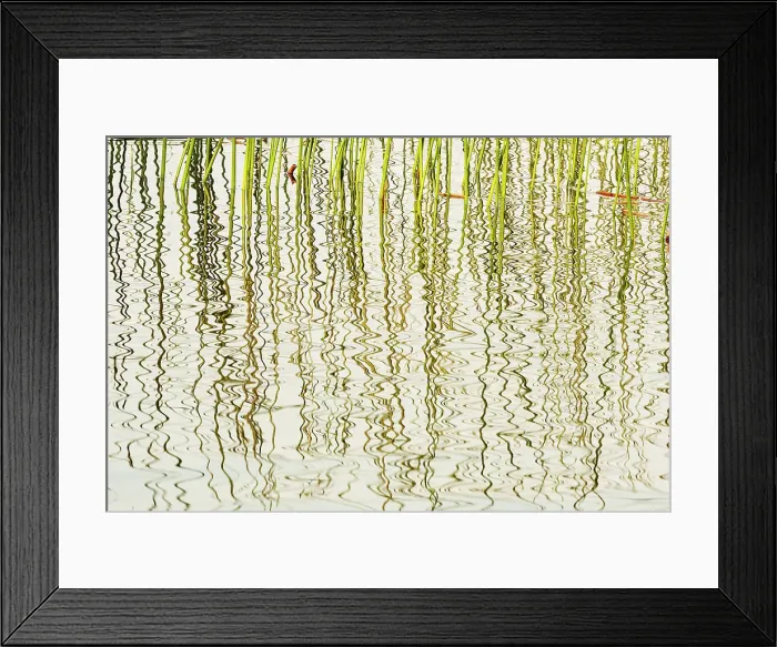 Framed Print : Reeds in Wekusko Lake Wekusko Falls Provincial Park, Manitoba, Canada Framed Print : Reeds in Wekusko Lake Wekusko Falls Provincial Park, Manitoba, Canada