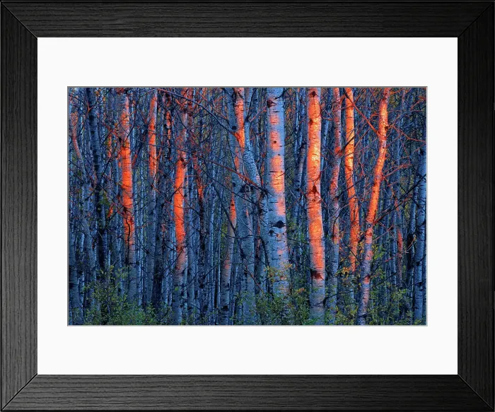 Framed Print : Last light on aspen trees, Duck Mountain Provincial Park, Manitoba, Canada Framed Print : Last light on aspen trees, Duck Mountain Provincial Park, Manitoba, Canada