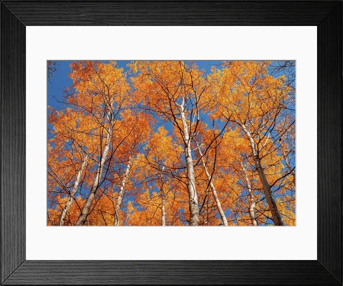 Framed Print : Autumn colors in canopy, Coppernicus Hill Trail, Duck Mountain Provincial Park, Manitoba, Canada