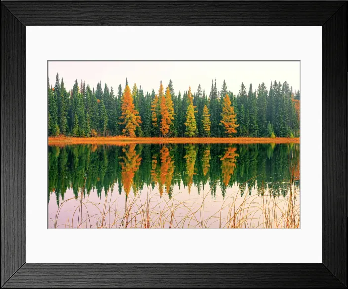 Framed Print : Larches and Spruce, Gull Lake, Duck Mountain Provincial Lake, Manitoba, Canada Framed Print : Larches and Spruce, Gull Lake, Duck Mountain Provincial Lake, Manitoba, Canada