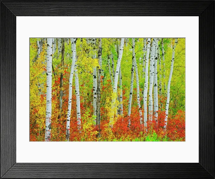 Framed Print : Aspen trees in autumn, Riding Mountain National Park, Manitoba, Canada Framed Print : Aspen trees in autumn, Riding Mountain National Park, Manitoba, Canada